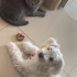 SEVİMLİ MALTESE KÖPEK fotoğraf
