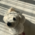 SEVİMLİ MALTESE KÖPEK fotoğraf