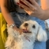 SEVİMLİ MALTESE KÖPEK fotoğraf