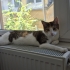 Hisli ve Duygusal Üzüm fotoğraf