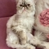 İran mavi göz ırkı çok akıllı bir kedi fotoğraf