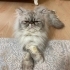 İran mavi göz ırkı çok akıllı bir kedi fotoğraf