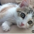 Fıstıklara yuva aranıyor fotoğraf