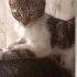 Fıstıklara yuva aranıyor fotoğraf