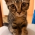 Cins kedi melezi yavru kedi fotoğraf