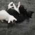 ANNE KEDİ DOĞURDU KAPIMA fotoğraf