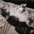 ANNE KEDİ DOĞURDU KAPIMA fotoğraf