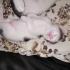 ANNE KEDİ DOĞURDU KAPIMA fotoğraf