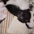 ANNE KEDİ DOĞURDU KAPIMA fotoğraf