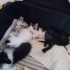 ANNE KEDİ DOĞURDU KAPIMA fotoğraf