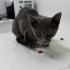 Acil Yuva Aranıyor – Sevecen Dişi Russian Blue fotoğraf