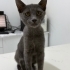 Acil Yuva Aranıyor – Sevecen Dişi Russian Blue fotoğraf
