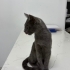 Acil Yuva Aranıyor – Sevecen Dişi Russian Blue fotoğraf