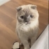 Scottish Fold/ Blue Point 4 yaş, dişi, kısır fotoğraf