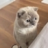 Scottish Fold/ Blue Point 4 yaş, dişi, kısır fotoğraf