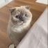 Scottish Fold/ Blue Point 4 yaş, dişi, kısır fotoğraf