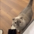 Scottish Fold/ Blue Point 4 yaş, dişi, kısır fotoğraf