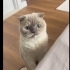 Scottish Fold/ Blue Point 4 yaş, dişi, kısır fotoğraf