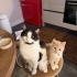 Oyuncu ve sevgi dolu Pixie fotoğraf