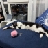 Oyuncu ve sevgi dolu Pixie fotoğraf