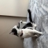 Oyuncu ve sevgi dolu Pixie fotoğraf