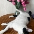 ÇİPLİ VE KISIR SMOKİNE..!! fotoğraf