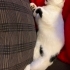 ÇİPLİ VE KISIR SMOKİNE..!! fotoğraf