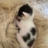 ÇİPLİ VE KISIR SMOKİNE..!! fotoğraf
