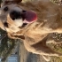 Sakin uysal Golden Retriever ücretsiz sahiplendirilecektir fotoğraf