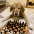 Sakin uysal Golden Retriever ücretsiz sahiplendirilecektir fotoğraf