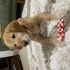 Sakin uysal Golden Retriever ücretsiz sahiplendirilecektir fotoğraf