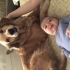Sakin uysal Golden Retriever ücretsiz sahiplendirilecektir fotoğraf