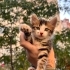 Acill 1,5/2 aylık uzun tüylü dişi yavru fotoğraf