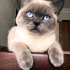 0534 795 50 35 BRITISH SHORTHAIR BLUEPOINT KISIR, ÇİPLİ OĞLUM MAVİŞ fotoğraf