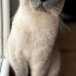 0534 795 50 35 BRITISH SHORTHAIR BLUEPOINT KISIR, ÇİPLİ OĞLUM MAVİŞ fotoğraf