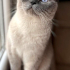 0534 795 50 35 BRITISH SHORTHAIR BLUEPOINT KISIR, ÇİPLİ OĞLUM MAVİŞ fotoğraf