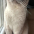 0534 795 50 35 BRITISH SHORTHAIR BLUEPOINT KISIR, ÇİPLİ OĞLUM MAVİŞ fotoğraf
