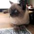 0534 795 50 35 BRITISH SHORTHAIR BLUEPOINT KISIR, ÇİPLİ OĞLUM MAVİŞ fotoğraf