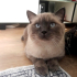 0534 795 50 35 BRITISH SHORTHAIR BLUEPOINT KISIR, ÇİPLİ OĞLUM MAVİŞ fotoğraf