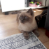 0534 795 50 35 BRITISH SHORTHAIR BLUEPOINT KISIR, ÇİPLİ OĞLUM MAVİŞ fotoğraf