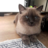 0534 795 50 35 BRITISH SHORTHAIR BLUEPOINT KISIR, ÇİPLİ OĞLUM MAVİŞ fotoğraf