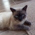 0534 795 50 35 BRITISH SHORTHAIR BLUEPOINT KISIR, ÇİPLİ OĞLUM MAVİŞ fotoğraf