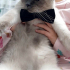 0534 795 50 35 BRITISH SHORTHAIR BLUEPOINT KISIR, ÇİPLİ OĞLUM MAVİŞ fotoğraf