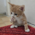 Minik kalp yuvasını arıyor fotoğraf