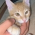 Teo iç dış parazitleri yapıldı karma aşısı yapıldı fotoğraf