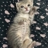 Sevgi Yumağı Bebiş fotoğraf