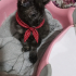 2 aylık erkek tortoiseshell cinsi bir güzellik fotoğraf