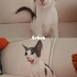 Minnoşlara sıcam bir yuva fotoğraf