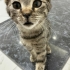 Tekir Kedi Candır! fotoğraf