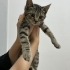 Tekir Kedi Candır! fotoğraf
